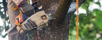 Best Hazardous Tree Removal  in Whitney, NV