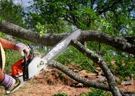 Leaf Removal in Whitney, NV