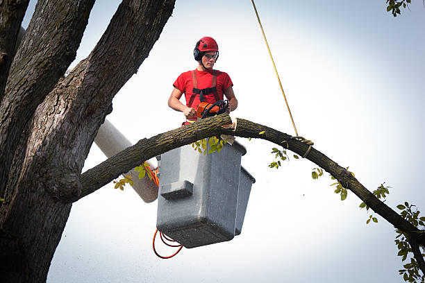 Best Palm Tree Trimming  in Whitney, NV